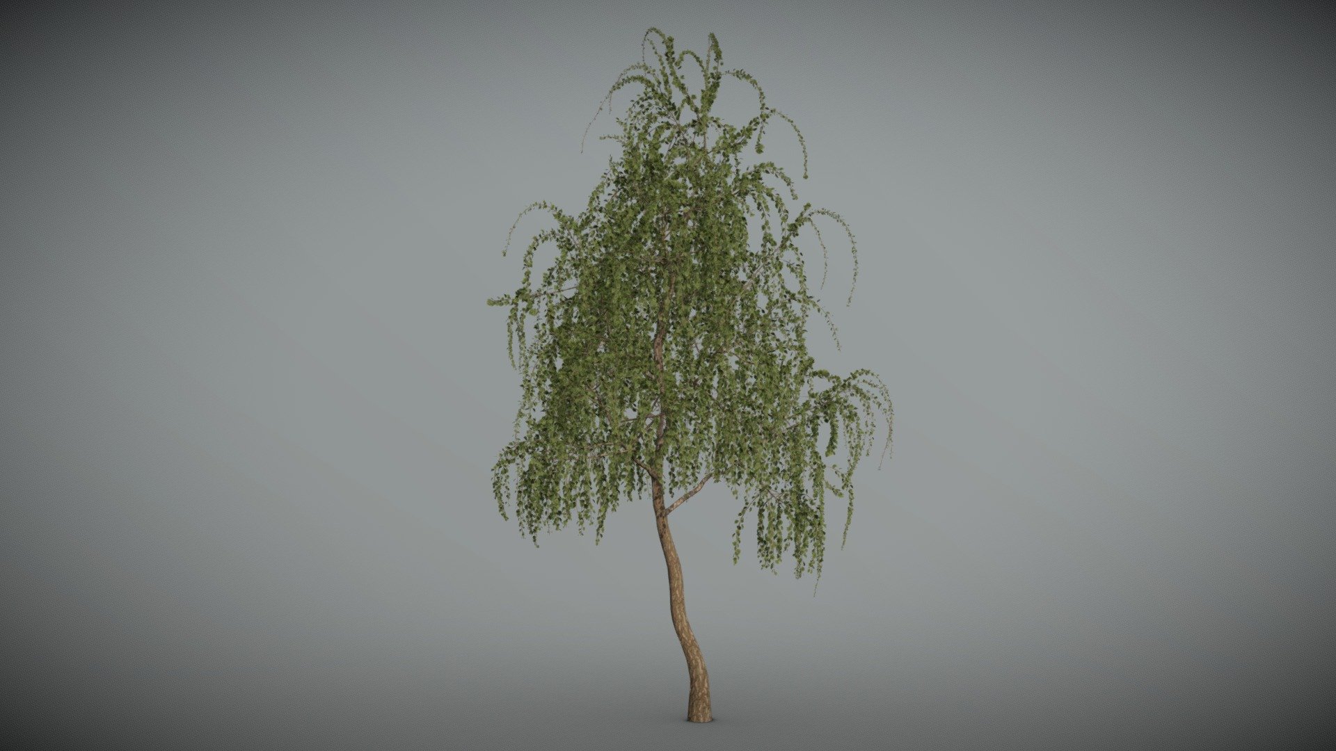 Birch tree - Birch_tree_02 - Buy Royalty Free 3D model by Geug 3d model