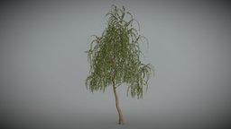 Birch_tree_02