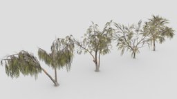 Eucalyptus Tree- Pack- 02 unreal, pack, collection, eucalyptus, unity, lowpoly-eucalyptus, 3d-eucalyptus, lowpoly-3d-eucalyptus, eucalyptus-3d-collection, eucalyptus-3d-pack