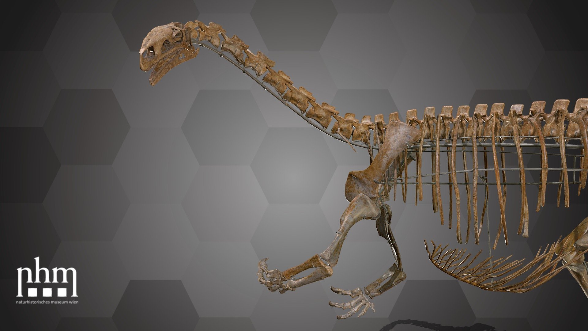 3D scan of a Plateosaurus (Plateosaurus trossingensis) skeleton. Plateosaurus trossingensis was an herbivore, “prosauropod” dinosaur with a small skull but a long neck and tail. This skeleton consists of original bones, as well as 3D print-reconstructions; details can be seen in the graphic below. 


© NHMW

The skeleton is on display in Hall 7 of the NHM Vienna.

Species: Plateosaurus trossingensis Fraas, 1913 

Collection: Natural History Museum Vienna, Geology &amp; Paleontology Dept., Vertebrate Coll. (curator: Ursula Göhlich) – Permanent loan from the Dinosaur Museum in Frick

Find out more about the NHMW here.

Scanned and edited by A.Festi, C.Guerin, A.Haider, P.Tranchet, V.Winkler (NHMW)

Scanner: Artec Leo. Infrastructure funded by the FFG 3d model