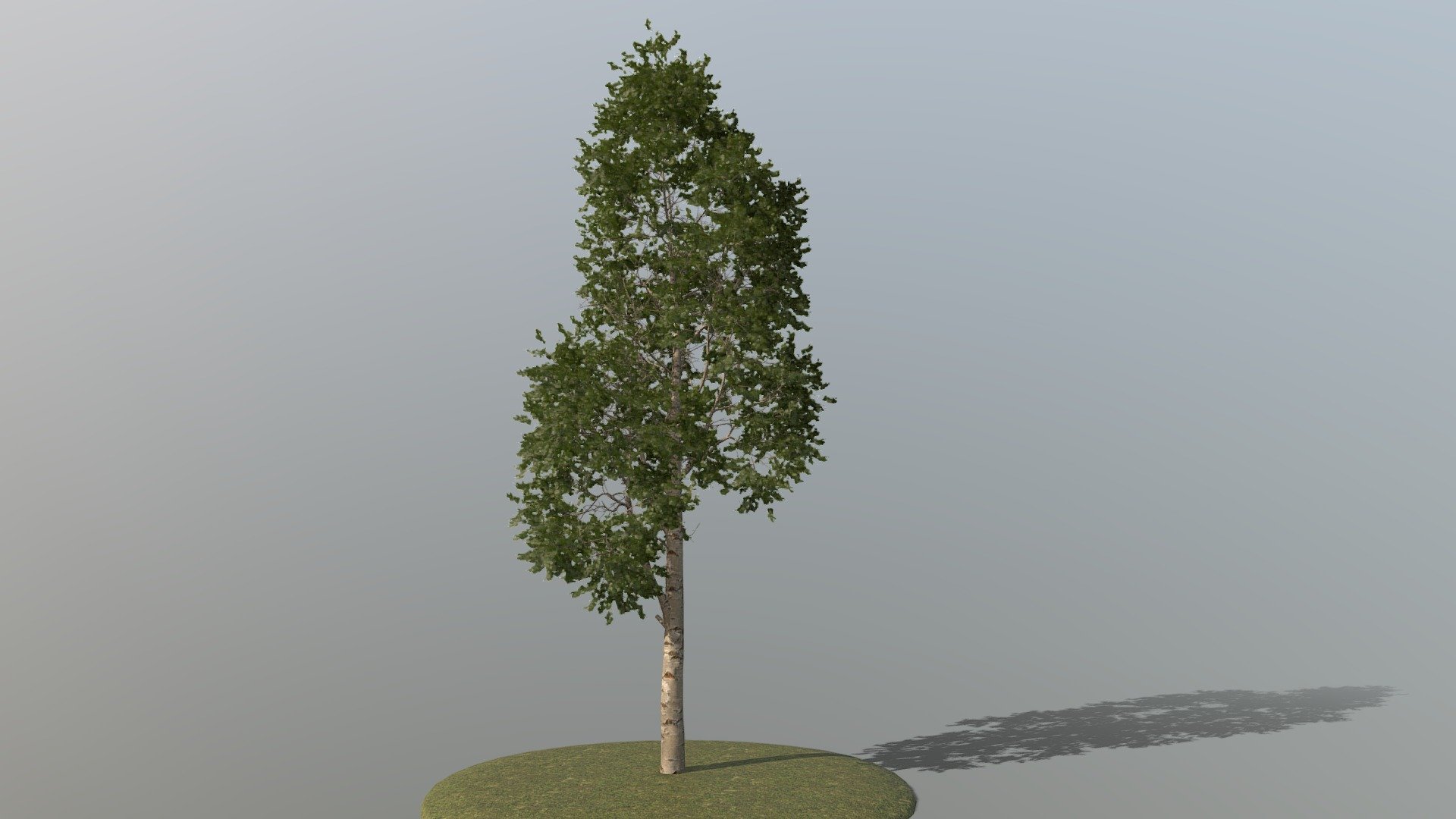 Detailed Description Info:


Model: Silver Birch


Media Type: 3D Model


Geometry: Quads/Tris


Polygon Count: 358853


Vertice Count: 482019


Textures: Yes


Materials: Yes


Rigged: No


Animated: No


UV Mapped: Yes


Unwrapped UV’s: Yes Mixed


|||||||||||||||||||||||||||||||||||


All branches are split out with their corresponding leaves enabling easy modification or rigging should it be required 3d model