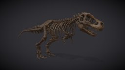 Museum Of Natural History | Tyranosaurus Rex