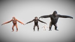 Monkeys chimpanzee, orangutan, zoo, gorilla, monkeys, apes, character, animal