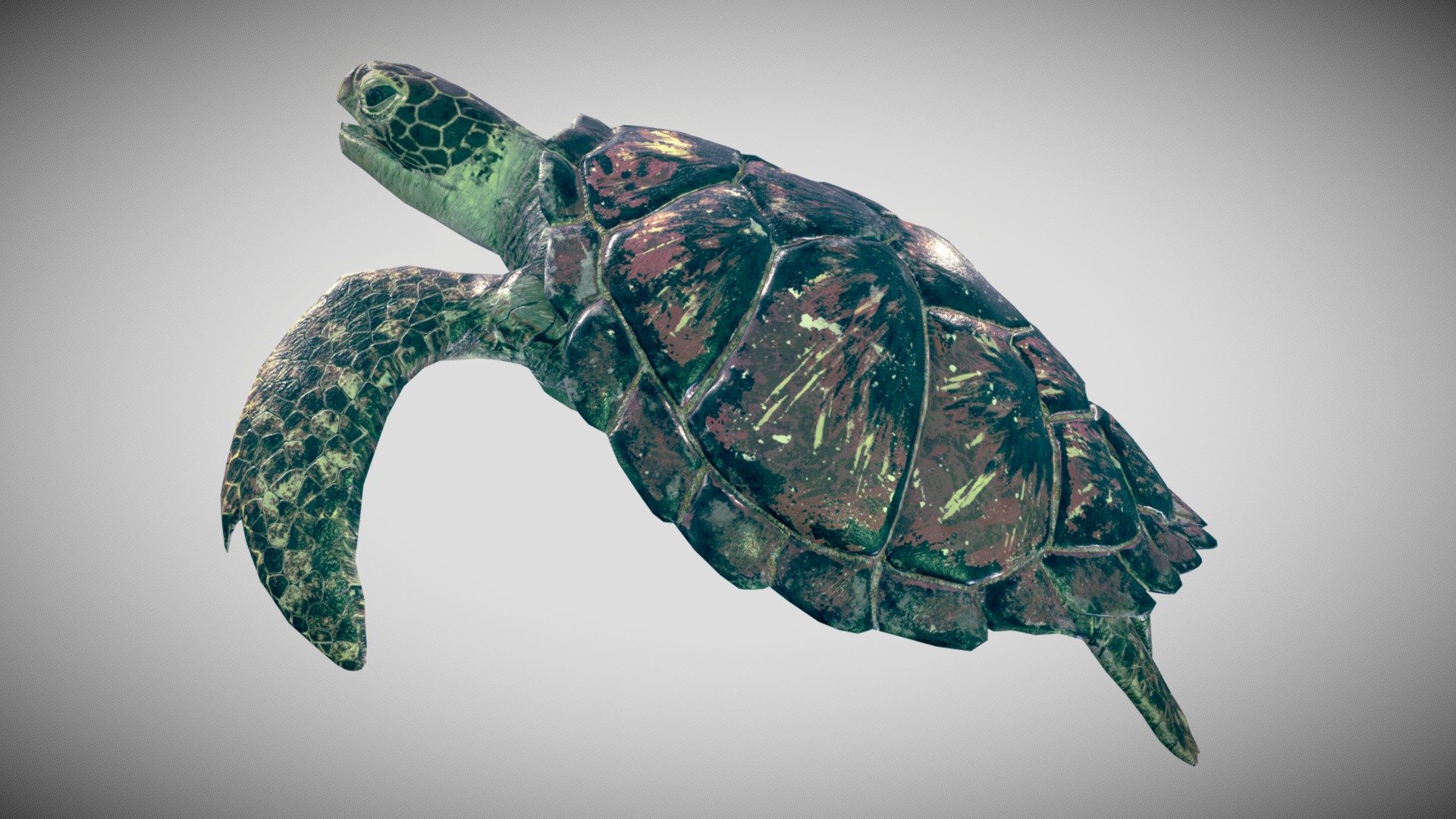 The SeaTurtle 3d model was made in blender 2.9 and painted in substance painter , is subdivison ready , without subdivision it haves 4723 verts and when  subdividing everything is 19382 verts  , It is fully rigged with basic bones, in the blend file the rig is ready to use.

It comes with a game intended fbx with 4 lods : lod0 :4723 , lod1 :3080 , lod2:2218 and lod 3 :1487 verts.

it have a total of 7 animations

The texture comes with 4k, 2k and 1k textures : diffuse , normal , roughness, metallic , emissive and AO maps , baked normal map from a high poly model and place it in the low poly model , uv wrapped it manually .

Eyes  and tongue , all is in one texture.

Comes with blend file and the textures attached in rar.

if you have compatibility issues when importing animations to other softwares , leave it at the comments so i can fix it.

This is a remodel that i did of my first sea turtle model hope you like it :) 3d model