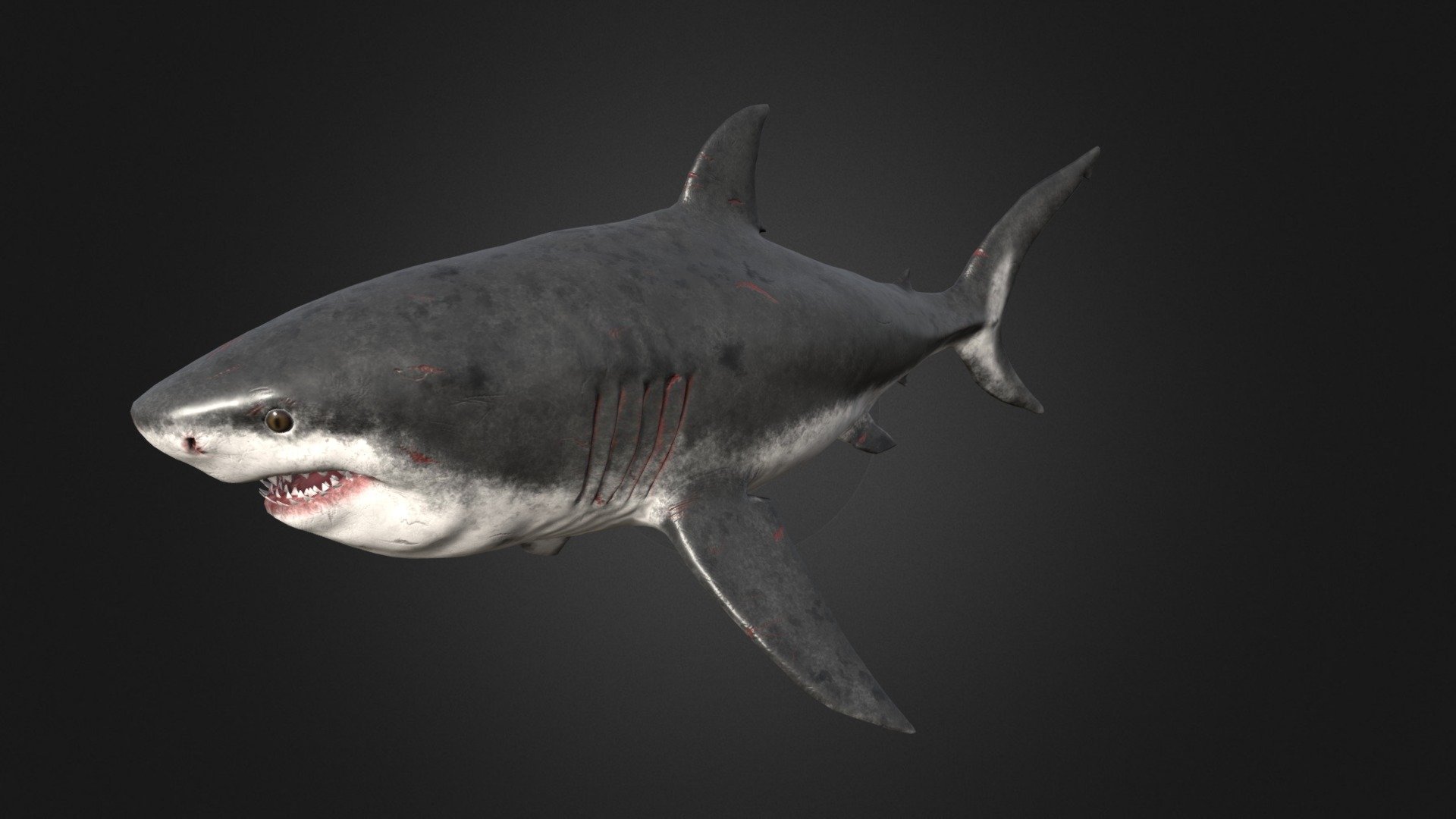 This asset has Megalodon model.

Model has 4 LOD.




13100 tris

10000 tris

5800 tris

3450 tris

Diffuse, normal and metallic / Smoothness maps (2048x2048).

37 animations (IP/RM)

Attack 1-2, death,eat, hit (back,front,midle), idle 1-2, ,swim attack ,swim (f-fl-fr-fu-fd), swim fast (f-fl-fr-fu-fd), turn (left,right) etc.

If you have any questions, please contact us by mail: Chester9292@mail.ru - Megalodon - Buy Royalty Free 3D model by Rifat3D 3d model