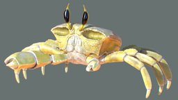 Ghost Crab small, crab, sand, claws, sun, beach, yellow, gripper, tropic, grippers, crabby, animals-creatures, tropical-island, tropical-fish, ghostcrab, character, texture, animal, ghost, sea, ocypode, yellowcrab, tropical-crab