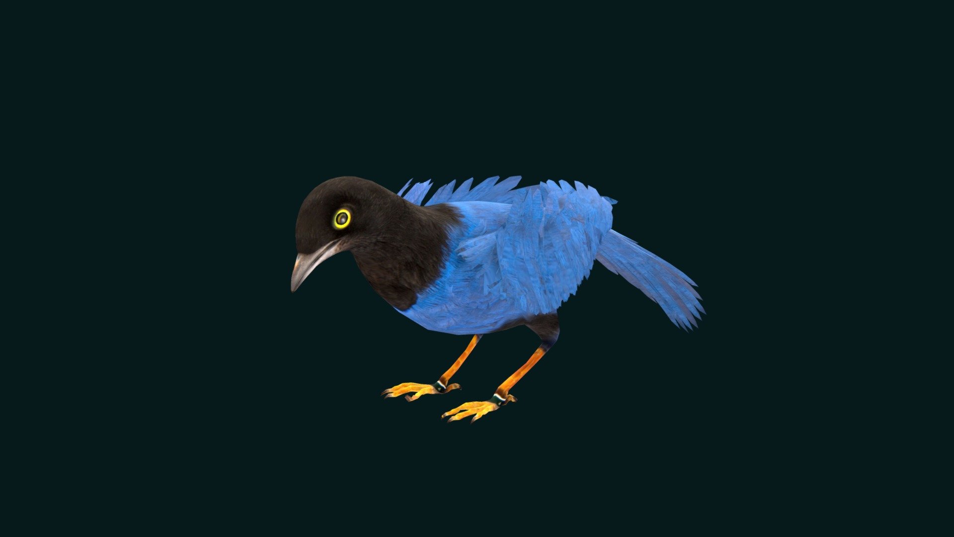 Purplish-backed jay (Cyanocorax beecheii) at the Houston_Zoo.

Crow family Corvidae Animal Bird    (purple and black bird)  

1 Draw Calls

Low Poly

Game Ready

7 Animations

4K PBR Textures Material 

Unreal FBX (Unreal 4,5 Plus)

Unity FBX  

Blend File 4.0

USDZ File (AR Ready). Real Scale Dimension

Textures Files

GLB File (Unreal 5.1  Plus Native Support)

Gltf File ( Spark AR, Lens Studio(SnapChat) , Effector(Tiktok) , Spline, Play Canvas,Omiverse ) Compatible

Triangles : 10767

Vertices  : 7800

Faces     : 5424

Edges     : 12940

Diffuse, Metallic, Roughness , Normal Map ,Specular Map,AO,
The purplish-backed jay is a bird of the crow family Corvidae, with purple feathers on its back, wings, and tail and black feathers elsewhere. It is endemic to northwestern Mexico, where its habitat is mainly dry deciduous forest. Wikipedia
Scientific name: Cyanocorax_beecheii
Conservation status: Least Concern (Population decreasing) Encyclopedia of Life
Higher classification: Cyanocorax Jays - Purplish-backed Jay Bird - Buy Royalty Free 3D model by Nyilonelycompany 3d model