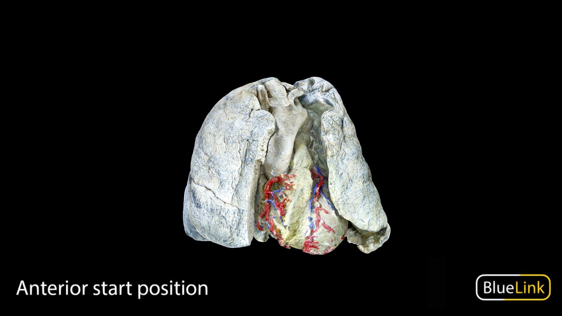 Model of lungs and a heart

Captured with photogrammetry

Captured and edited by: Nikita Shishu

Copyright 2023 BK Alsup &amp; GM Fox

90183-C03 - Cardiopulmonary Model - 3D model by Bluelink Anatomy - University of Michigan (@bluelinkanatomy) 3d model