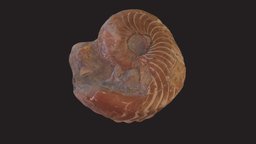 CMNH 3806, Stenodomatoceras gardi (Murphy, 1970) fossil, cephalopod, invertebrate, mollusc, pennsylvanian