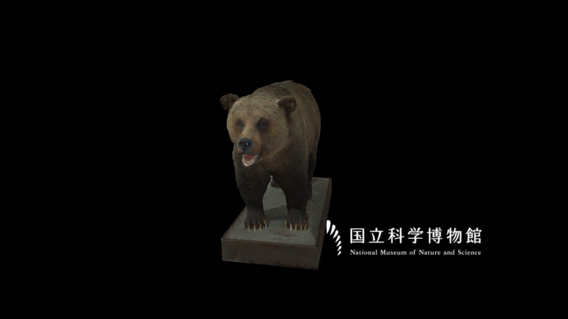 ■ About specimen



Scientific name : Ursus arctos

Japanese vernacular name : ヒグマ

English vernacular name : Grizzly Bear

Specimen type : Taxidermy specimen

Collection date : 1964-09

Collection place : Dutch Creek, East Kootenay, BRITISH COLUMBIA, CANADA

See also : record page on the &ldquo;Yoshimoto 3D