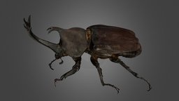カブトムシ ♂ 78mm Japanese Rhinoceros Beetle insect, beetle, rhinoceros, coleoptera, insecta, arthropoda, scarabaeidae, animalia, japanese, ffishasia, trypoxylus, noai