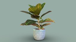 Garden Croton plant plant, plants, houseplant, 3dscan, house-plant, croton, garden-croton, fire-croton, codiaeum-variegatum, codiaeum