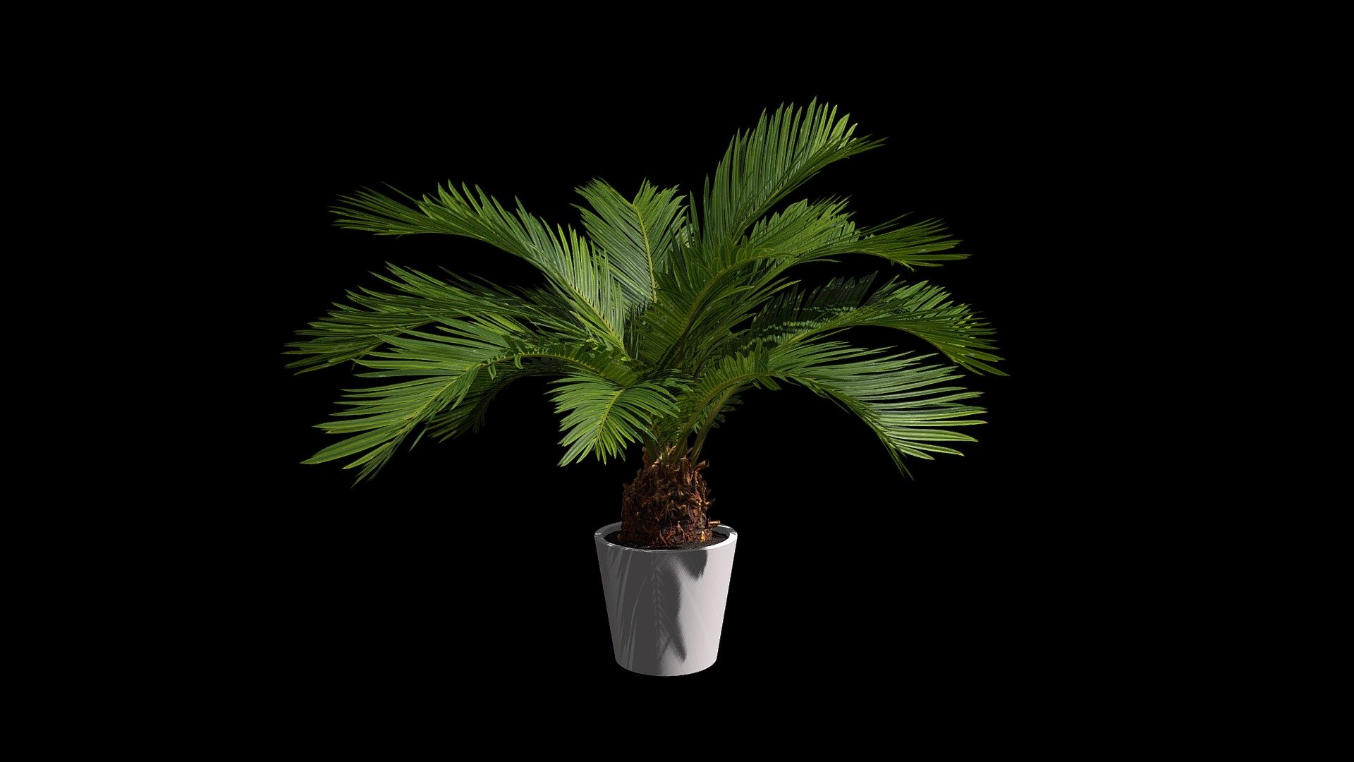 Find on Poliigon.com at https://www.poliigon.com/texture/plant-palm-sago-001 - Plant Palm Sago 001 - 3D model by Poliigon.com (@poliigon) 3d model