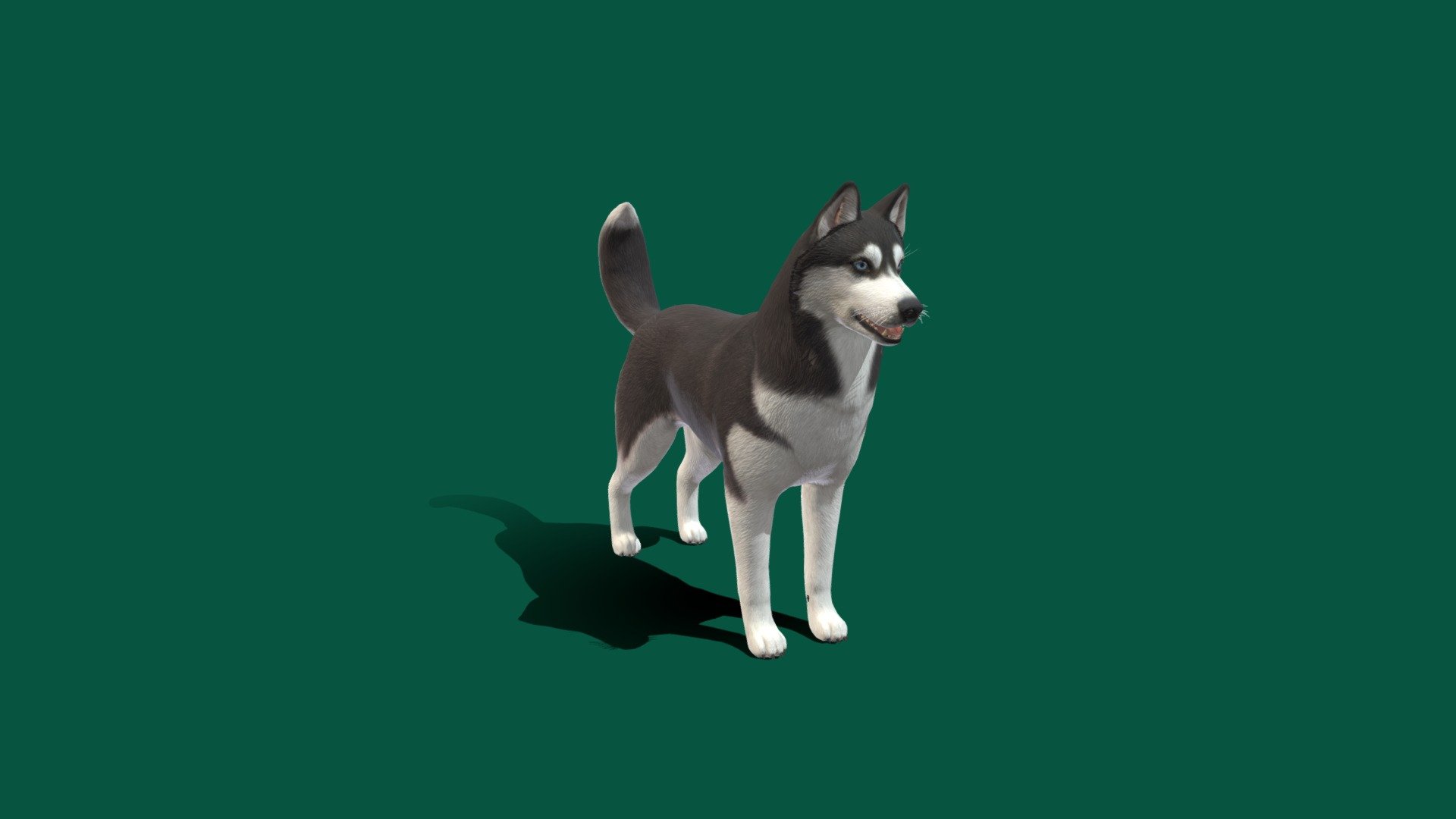 Side_Projects For GPU 😂 

The Siberian Husky is a medium-sized working sled dog breed. The breed belongs to the Spitz genetic family. It is recognizable by its thickly furred double coat, erect triangular ears, and distinctive markings, and is smaller than the similar-looking Alaskan Malamute. Wikipedia
Life span: 12 – 15 years
Origin: Siberia
Smaller version: Alaskan Klee Kai dogbreedinfo.com
Common nicknames: Husky; Sibe
Temperament: Outgoing, Friendly, Intelligent, Alert, Gentle
Weight: Female: 35–51 lbs (16–23 kg), Male: 44–60 lbs (20–27 kg)
Colors: White, Black, Black &amp; Tan, Gray &amp; White, Silver-gray, Sable &amp; White, Black &amp; White, Red &amp; White, Grey - Huskey_Game_Ready - 3D model by Nyilonelycompany 3d model