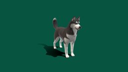 Huskey_Game_Ready dog, animals, wildlife, husky, breed, siberia, gameready, nyilonelycompany