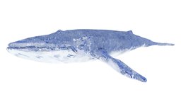 Blue Whale Illustration shark, fish, fishing, underwater, animals, dolphin, ocean, aquarium, aquatic, illustrator, beach, nature, illustration, sealife, blue-whale, killer-whale, lowpoly, animal, sea, boat