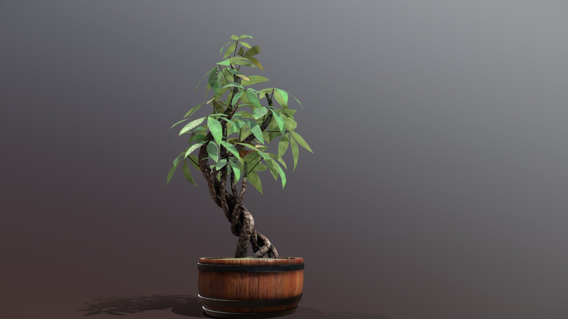 High-detail medium polycount Money Tree - Stylized Money Tree (Guiana Chestnut) - Buy Royalty Free 3D model by ArcticGreenhouse 3d model