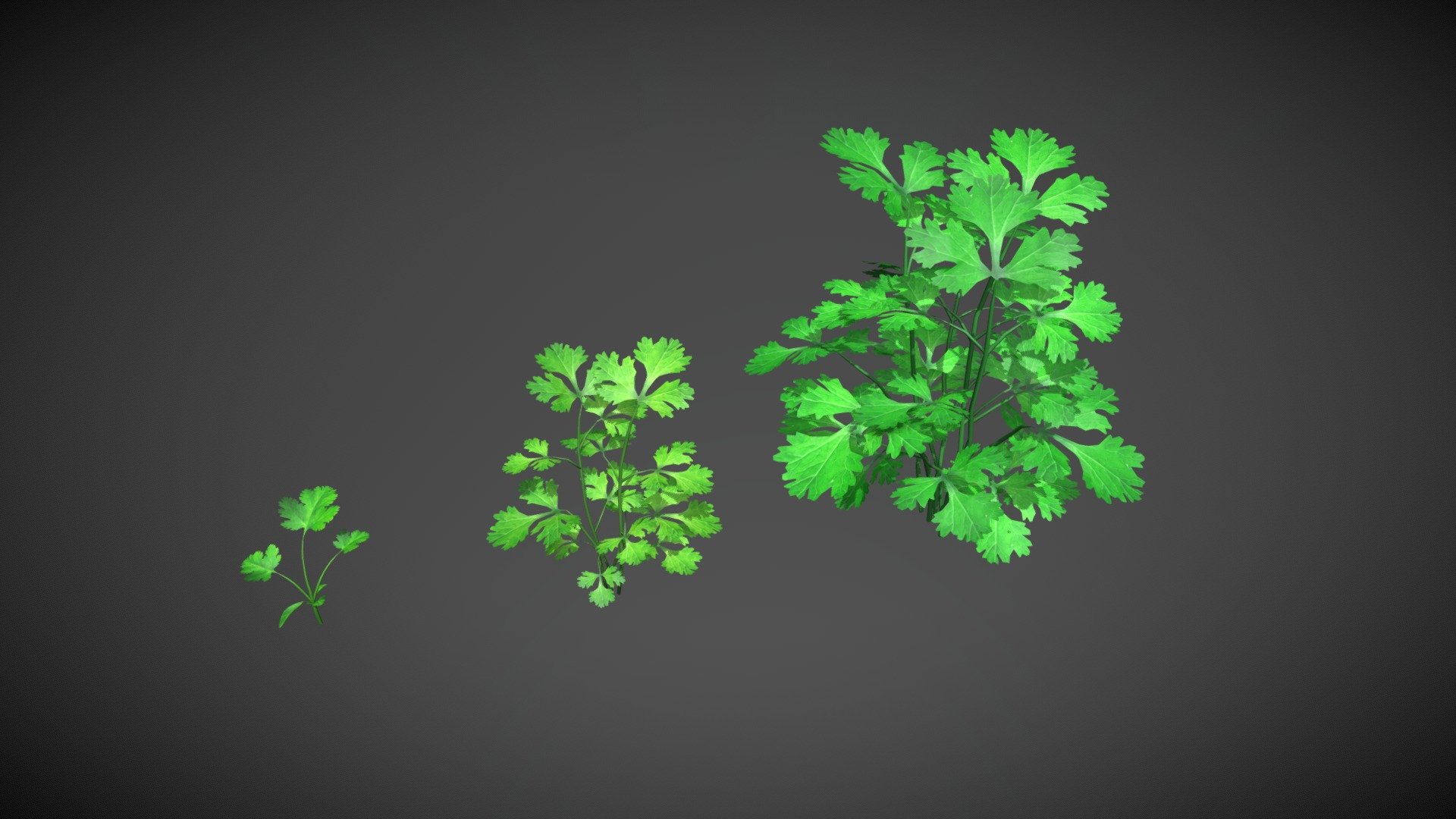 Coriander All Stages - 3D model by vicvdovenko 3d model