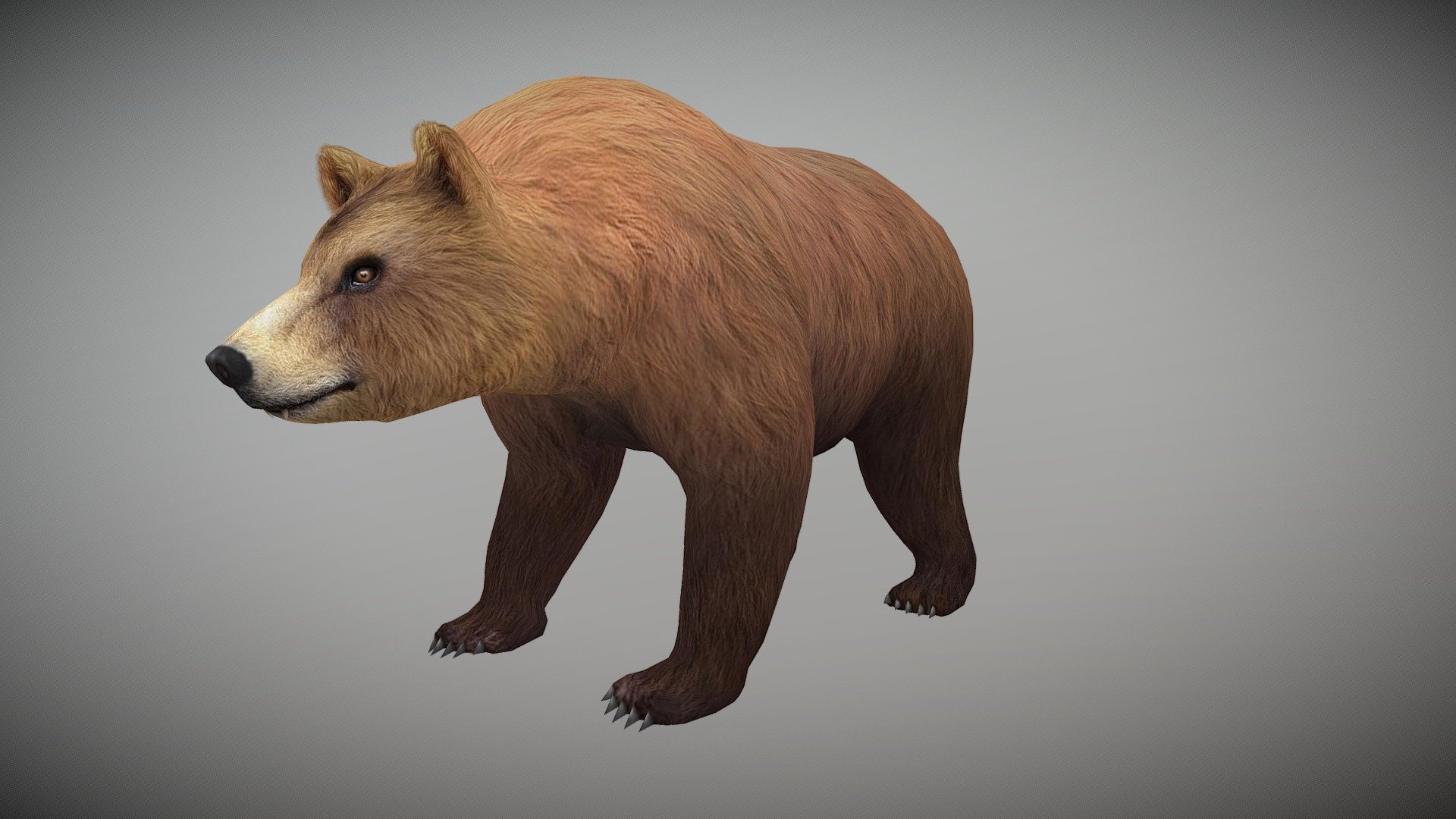 Watch = https://youtu.be/9K-HvCjU4Zo

3D Bear Realistic Character with Animations

PACKAGE INCLUDE


High quality polygonal model, correctly scaled for an accurate representation of the original object.
Model is built to real-world scale.
Many different format like blender, fbx, obj, iclone, dae
No additional plugin is needed to open the model.
3d print ready in different poses
Ready for animation
High Quality materials and textures
Triangles = 5020
Vertices = 2643
Edges = 7639
Faces = 5020

ANIMATIONS


Idle Sit
Idle Stand
Stand to Sit
Sit to Stand
Idle howl
Sit Howl
look around
Attack
Eat
Walk

3D PRINT POSES ( STL  OBJ )


Idle
Look Around
Stand
Walk
Attack
Howl
Sit Eat
Sit Howl
 - Bear Animated - Buy Royalty Free 3D model by Bilal Creation Production (@bilalcreation) 3d model