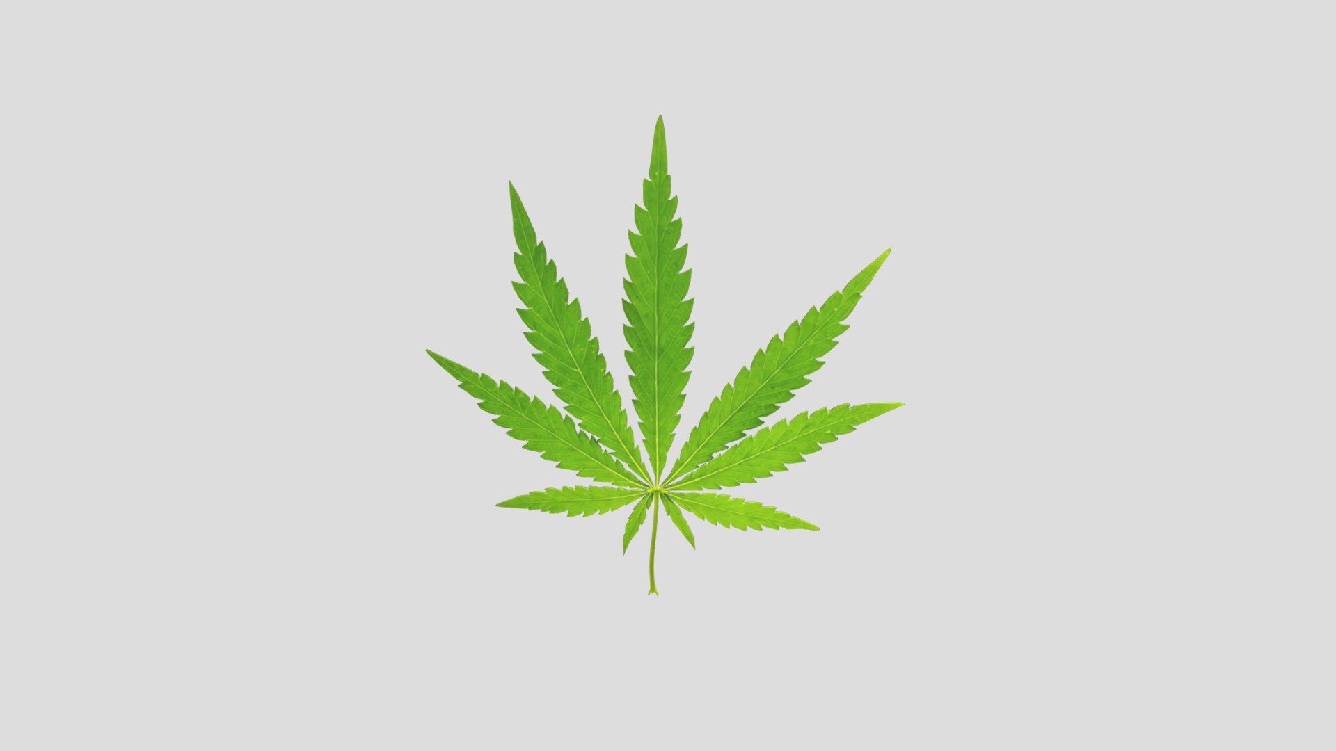 Textures: 1090 × 1120, Colors on texture: Green colors.

Has Normal Map: 1090 × 1120.

Materials: 1 - Cannabis Leaf Realistic

Flat shaded.

Non-Mirrored.

Subdivision Level: 0

Origin located on middle-center.

Polygons: 3236

Vertices: 1620

Formats: Fbx, Obj, Stl, Dae.

I hope you enjoy the model! - Cannabis Leaf Realistic - Buy Royalty Free 3D model by Ed+ (@EDplus) 3d model