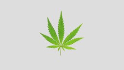 Cannabis Leaf Realistic plant, pot, leaf, cannabis, hemp, weed, medicine, smoke, drug, smoking, thc, marijuana, dope, hash, various, marihuana