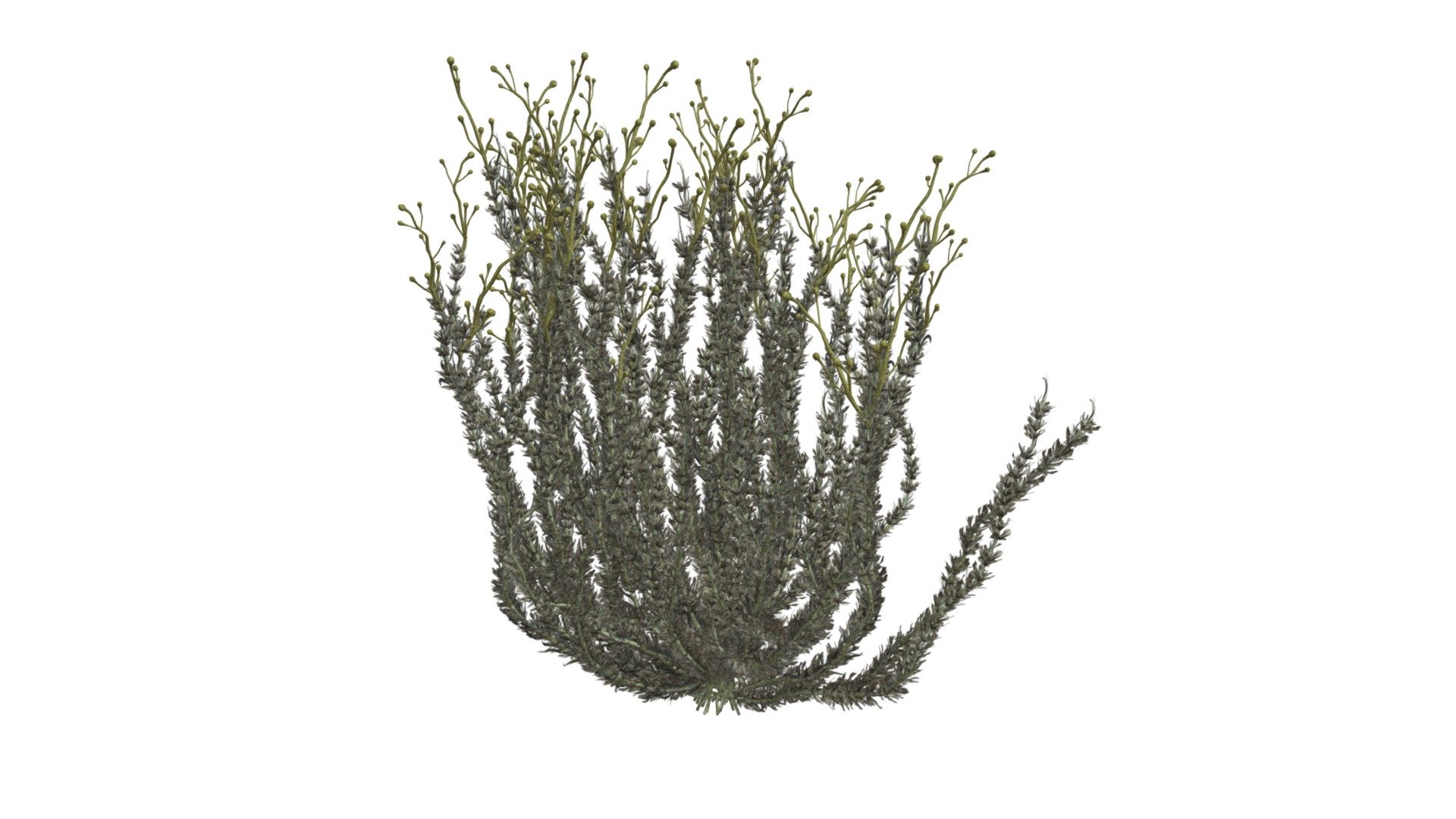 This 3D model of the Sagebrush Bush is a highly detailed and photorealistic option suitable for architectural, landscaping, and video game projects. The model is designed with carefully crafted textures that mimic the natural beauty of a real Sagebrush Bush. Its versatility allows it to bring a touch of realism to any project, whether it’s a small architectural rendering or a large-scale landscape design. Additionally, the model is optimized for performance and features efficient UV mapping. This photorealistic 3D model is the perfect solution for architects, landscapers, and game developers who want to enhance the visual experience of their project with a highly detailed, photorealistic Sagebrush Bush 3d model