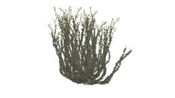 Sagebrush Bush #02 green, plant, flora, growth, vegetation, realistic, nature, bush, photoreal, greenery, noai, sagebrush-bush