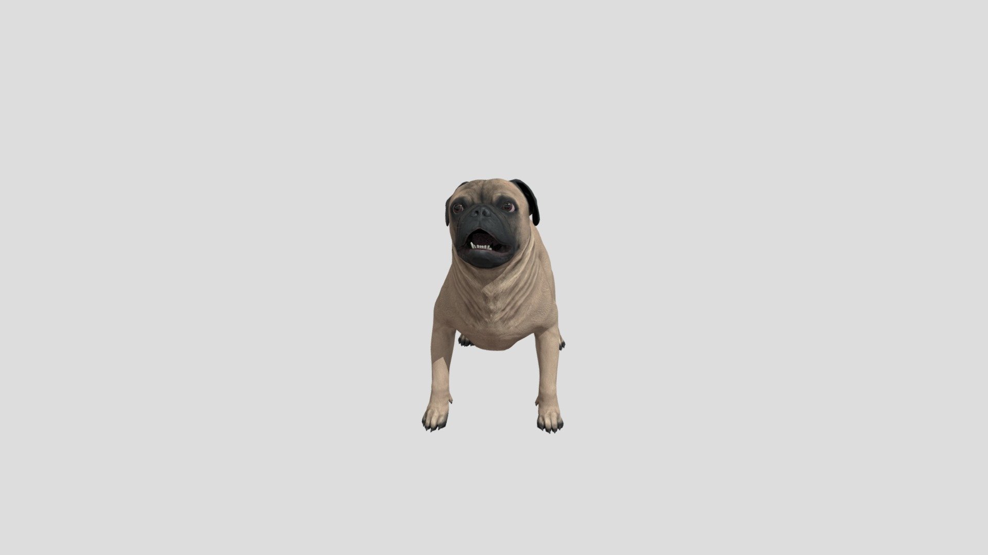 Dog Pug Puggy realistic animal animated pets - Dog Carlin Pug Puggy - Buy Royalty Free 3D model by Phil3D (@philosophie) 3d model