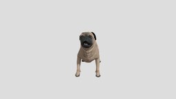 Dog Carlin Pug Puggy dog, realistic, pets, pug, puggy, animal, animated, rigged