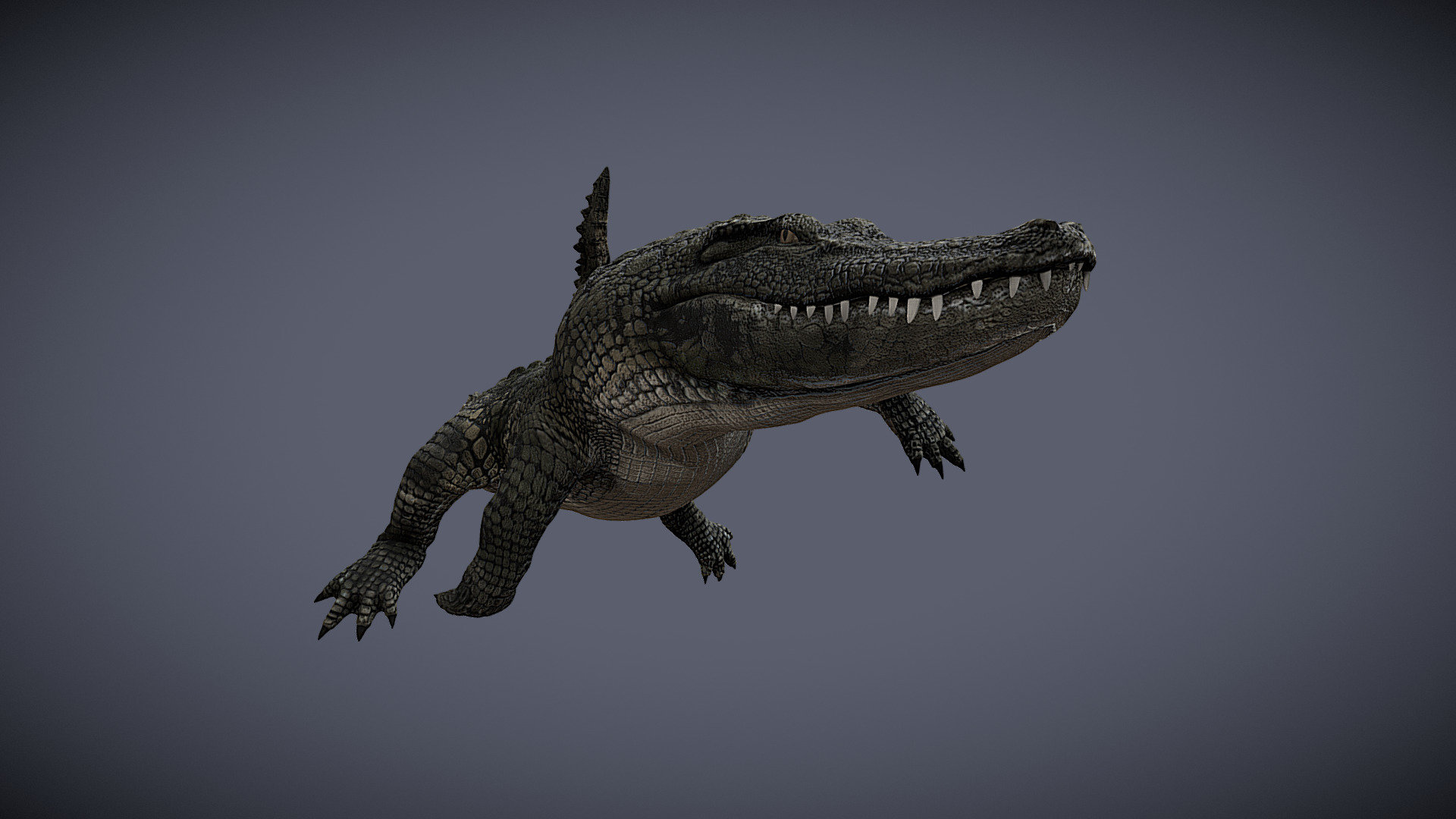 My new Alligator 3D model, rigged and textured starting from scratch with ZBrush. Available at DAZ Store 3d model
