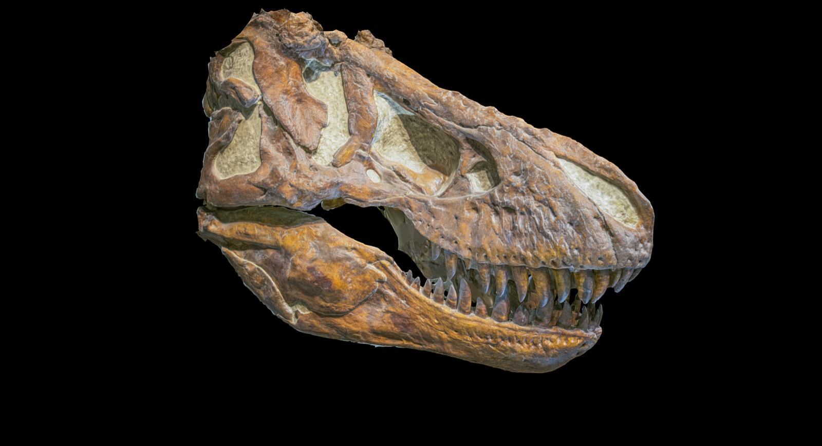 Tyrannosaurus rex

66 mya, late Creaceous

Hell Creek formation, Montanna 

Denver Museum of Nature and Science #1597 - Tyrannosaurus rex skull - 3D model by VibrantNebula 3d model