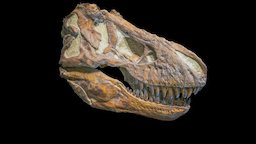 Tyrannosaurus rex skull trex, rex, fossil, tyrannosaurus, dmns, madewithwacom, photogrammetry, dinosaur
