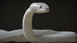 White Viper with animations beast, unreal, viper, snake, serpent, fangs, crawl, slithering, unity, animation, monster, gameready