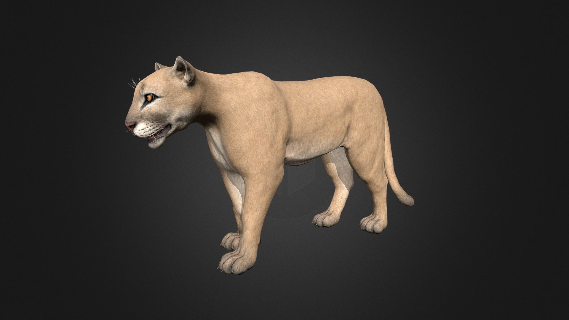This asset has Puma model.

Model has 4 LOD.




23200 tris

16350 tris

9600 tris

4400 tris

Diffuse, normal and metallic / roughness maps (all maps 2048x2048).

76 animations (IP/RM)

Attack(1-3), walk (F,FL,FR,B,BL,BR), Run (F,FL,FR), Run_Jump, Trot (F,FL,FR), Swim (F,FL,FR,B,BL,BR), Swim_Idle, Swim_turn(Left/Right), Jump_In_Place, Jump_F, Jump (start/landing), Jump_Loop (up, horisontal, down),Hit (F,M,B) , Lie (Start/end), Lie_Idle 1-3, Sleep (start, idle, end), Idle 1-3, death, eat, turn (left/right) etc.

If you have any questions, please contact us by mail: Chester9292@mail.ru - Puma - Buy Royalty Free 3D model by Darina3D 3d model