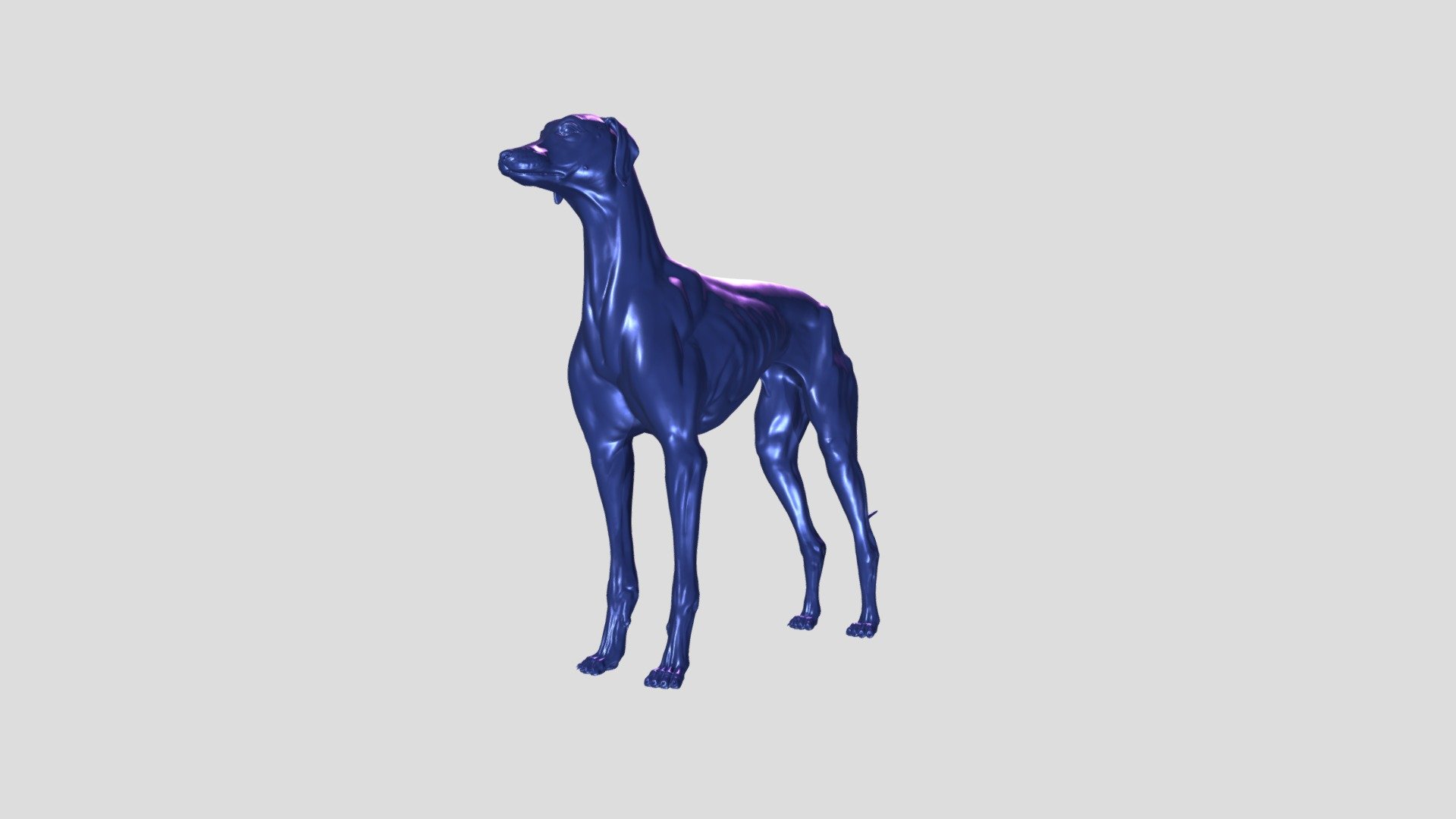 3D model of a greyhound dog. Sculpted in Zbrush. 3D-printable - Greyhound | 3D-printable - 3D model by AG2024 (@aksyon) 3d model