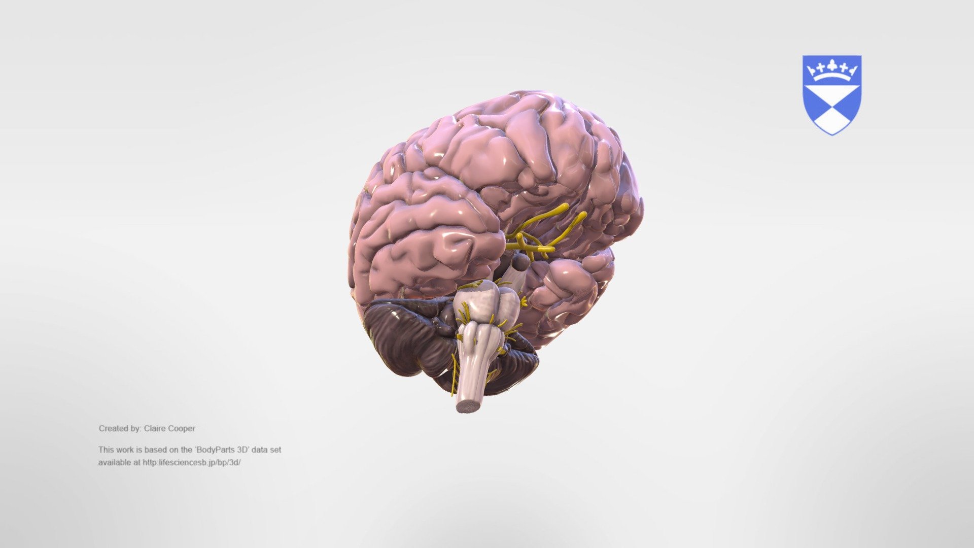 This model of the brain helps to visualise the 12 cranial nerves exit points in a three-dimensional form. The added annotations detail their attachment to the brain, their cranial exit, innervations, functions and nerve type. 

Produced by Claire Cooper.
This model is based upon the BodyParts3D data set,  © The Database Center for Life Science licensed under CC Attribution-Share Alike 2.1 Japan 3d model