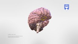 Cranial Nerves anatomy, brain, education, 3dmodelling, neuroscience, cranial, nerves, medicalart, cranialnerves, 3d, art, modelling