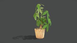Money Tree plant, plants, houseplant, houseplants, photogrammetry, 3dscan, money-tree