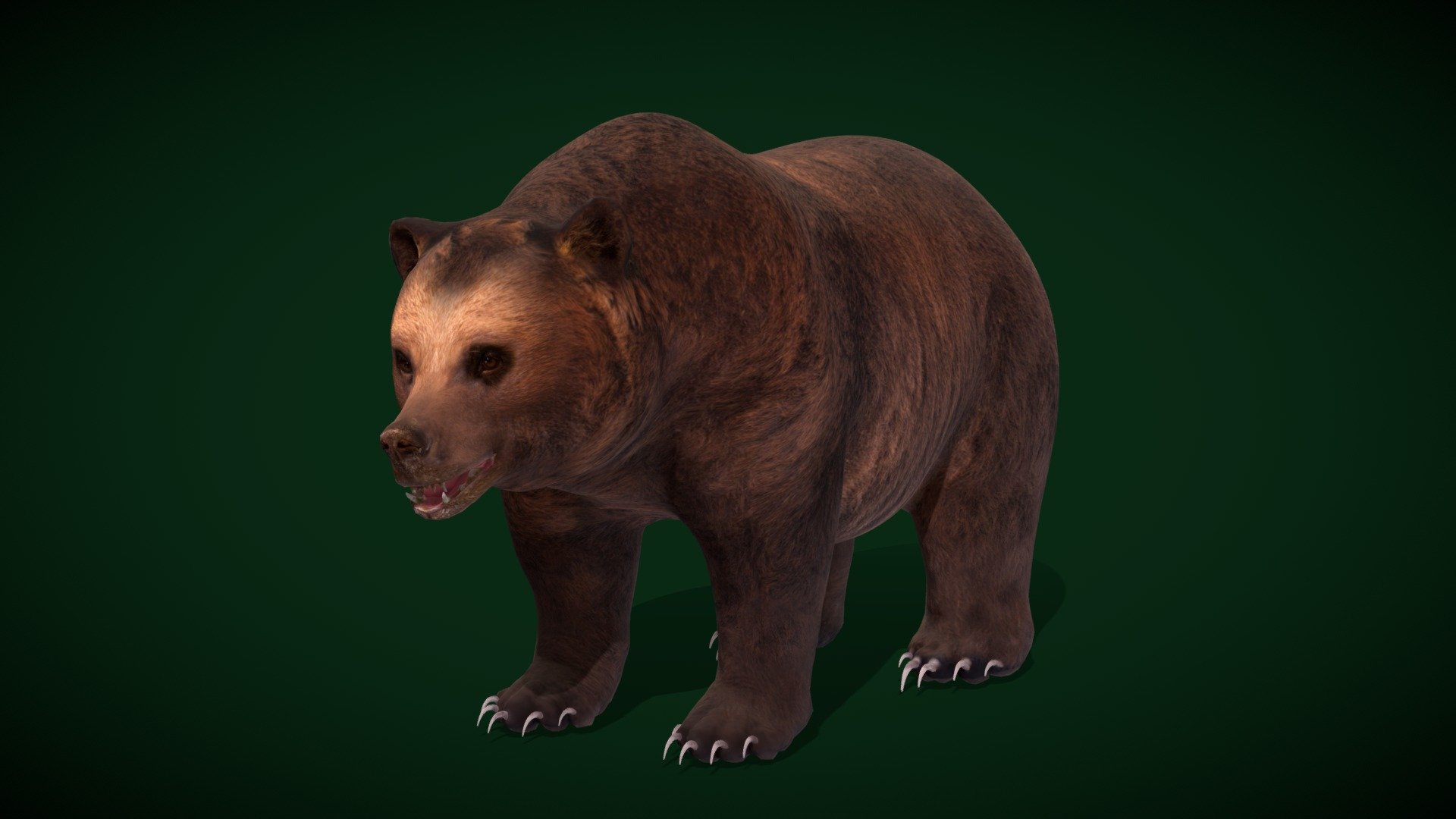 Grizzly Brown Bear Mammal(Brown Bear )omnivores,Pet,

Ursus arctos horribilis Animal (Sedgwick County Zoo)North American brown bear

1 Draw Calls

MidPoly

Game Ready (Character)

Subdivision Surface Ready

9- Animations 

4K PBR Textures 2 Material

Unreal/Unity FBX 

Blend File 3.6.5 LTS / 4

USDZ File (AR Ready). Real Scale Dimension (Xcode ,Reality Composer, Keynote Ready)

Textures Files

GLB File (Unreal 5.1 Plus Native Support)


Gltf File ( Spark AR, Lens Studio(SnapChat) , Effector(Tiktok) , Spline, Play Canvas,Omiverse ) Compatible




Triangles -40313



Faces -21048

Edges -41421

Vertices -20397

Diffuse, Metallic, Roughness , Normal Map ,Specular Map,AO


The grizzly bear, also known as the North American brown bear or simply grizzly, is a population or subspecies of the brown bear inhabiting North America. In addition to the mainland grizzly, other morphological forms of brown bear in North America are sometimes identified as grizzly bears - Grizzly Brown Bear (GameReady) - Buy Royalty Free 3D model by Nyilonelycompany 3d model