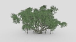 Chinese Banyan Tree-S3 tree, plant, unreal, architectural, china, chinese, cheap, 3dtree, banyan, unity, onject, asma, banian, asma3d, chinesebanyan, epiphyte