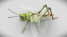 Grasshopper insect, grass, cricket, bug, wings, legs, jump, grasshopper, hop, hopper, chorthippus, parallelus