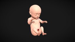 Month 9 Human embryonic (baby stages) body, biology, baby, uv, objects, kid, boy, people, children, mother, child, learning, development, vr, ar, humanbody, pregnant, education, medicine, woman, week, weeks, fetus, uterus, placenta, fetal, prenatal, stages, germinal, character, girl, 3d, lowpoly, man, female, 3dmodel, human, sketchfab, male, "embro", "embryonic", "noai"