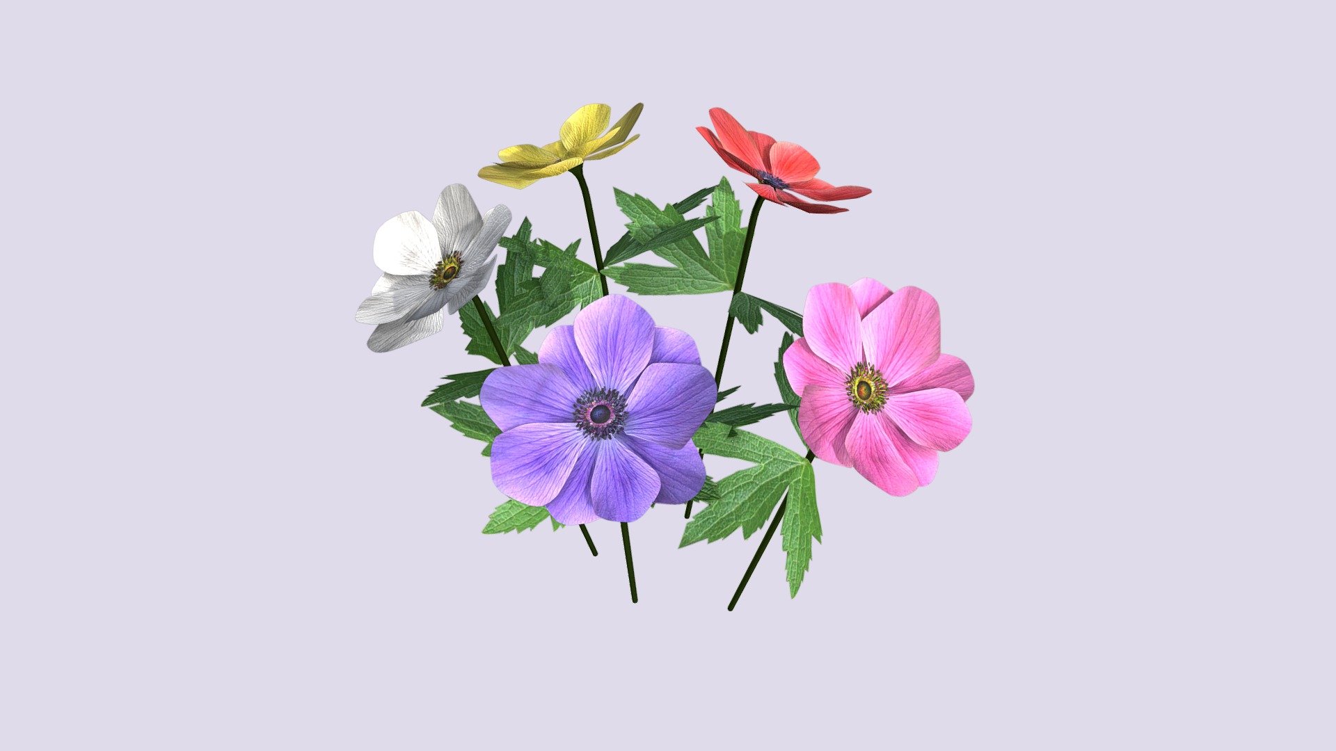Generic model of an Anemone flower – low poly and game ready prop - Anemone flower low poly - Download Free 3D model by assetfactory 3d model