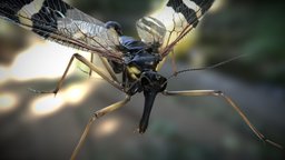 Mecoptera-Scorpion Fly