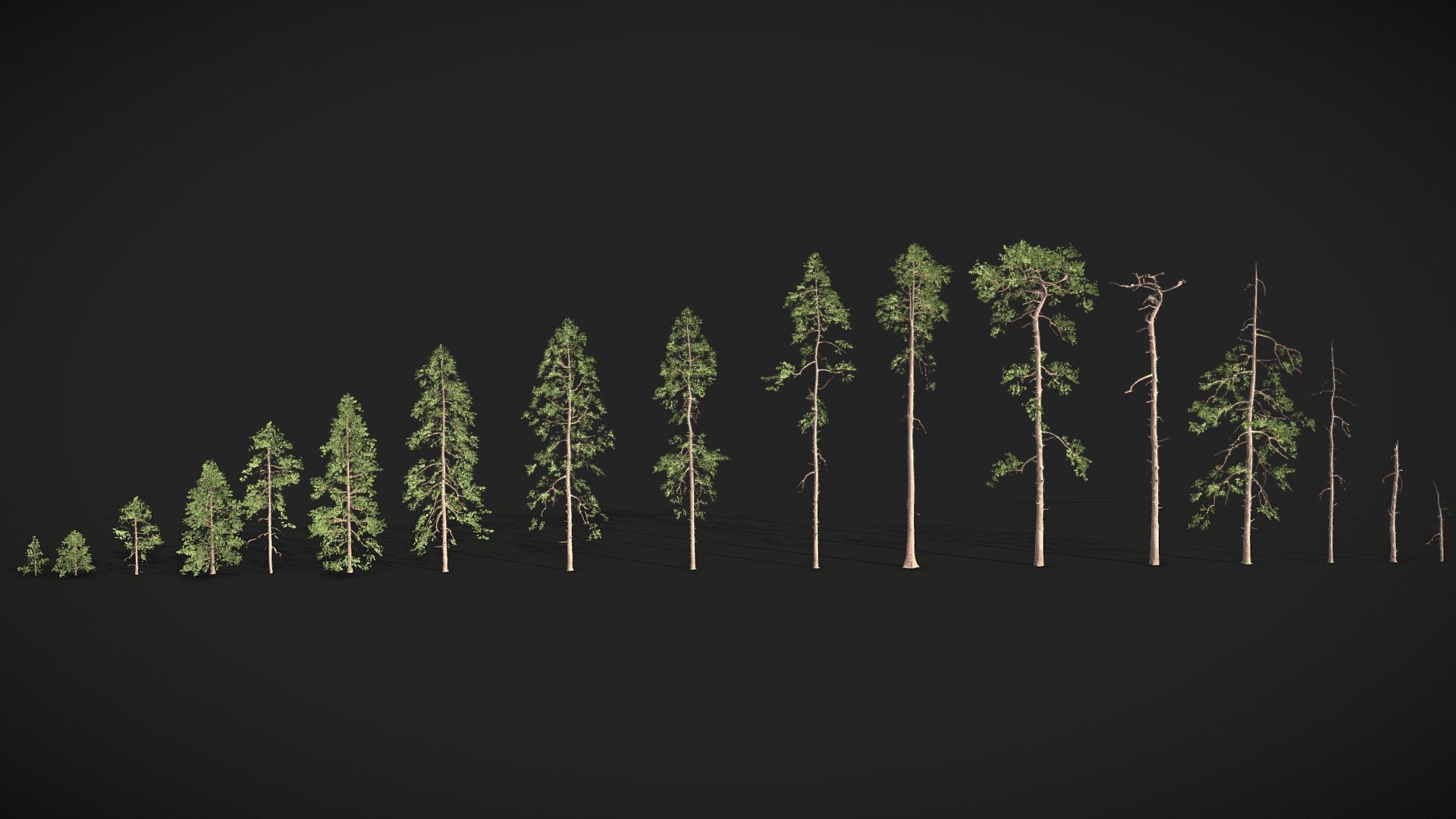 A Realistic Pine Tree Collection. Suitable for Blender or other similar software as well as for game engines like Unreal Engine.

It's not just a tree collection, the pack has all the trees you need for a realistic pine forest!

Additional Files Contain:




.blend with packed textures

.fbx

.obj

textures

Example Scene rendered with Cycles Blender:


The pack was made in Blender and works best in Blender. All materials are already set up you just need to render! 
It works in Cycles and Eevee since it's game ready.

The model has some onesided faces which make it look like some normals are flipped, but that is fixed in the Blender File or when you use the Foliage Shader in the Unreal Engine - Realistic Pine Conifer Tree Collection - Buy Royalty Free 3D model by Per's Scan Collection (@perz_scans) 3d model