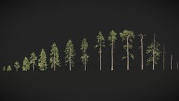 Realistic Pine Conifer Tree Collection tree, forest, set, pine, pack, big, collection, ready, branch, realistic, scanned, large, photoreal, eevee, fir, roots, conifer, photoscan, photogrammetry, game, 3d, blender, lowpoly, model, scan, cycles