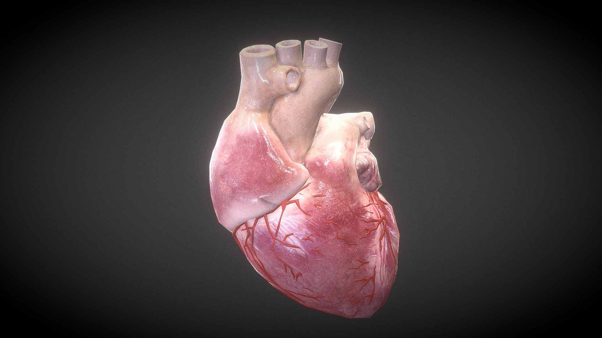 This is a realistic heart model. it comes with a heart beating animation. You can apply it directly to your game or video.

1 material with 4096 * 4096 textures.

Triangles: 18268  Vertices: 9246

(Viewer Setting above are just a preview and may vary drastically depending on your lighting and shading setup on the final application)

If you have any questions, please feel free to contact me.
 
E-mail: zhangshangbin1314159@gmail.com
 - Human Heart - Buy Royalty Free 3D model by Zhang Shangbin (@zhangshangbin1314159) 3d model