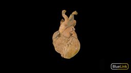 Arch of the Aorta organ, anatomy, heart, cardiovascular, cardio, university-of-michigan, bluelink, cardiovascular-system