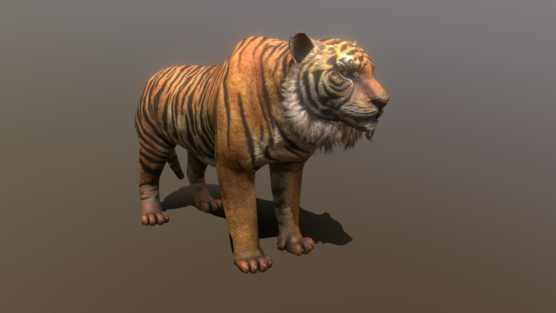 Realistic Tiger 3D Model:


Lowpoly (Tris: 4648- Verts: 2513)
Game ready with Unity Package, optimized for VR/AR apps
Texture Maps includes: Basecolor, Opacity, Basecolor with Alpha, Normal
Model is created in Maya, other files supported includes: Blender, FBX, Glb/Gltf, Unity

10 animations:
- 5-64: idle
- 70-99: walk
- 105-124:run
- 130-159: jump
- 165-194: jump and attack
- 200-224: bite
- 230-279: roar
- 285-324: combo claws attack
- 330-349: get hit
- 355-500: death - Lowpoly Tiger Rigged and Animated for VR AR - Buy Royalty Free 3D model by Dzung Dinh (@hugechimera) 3d model