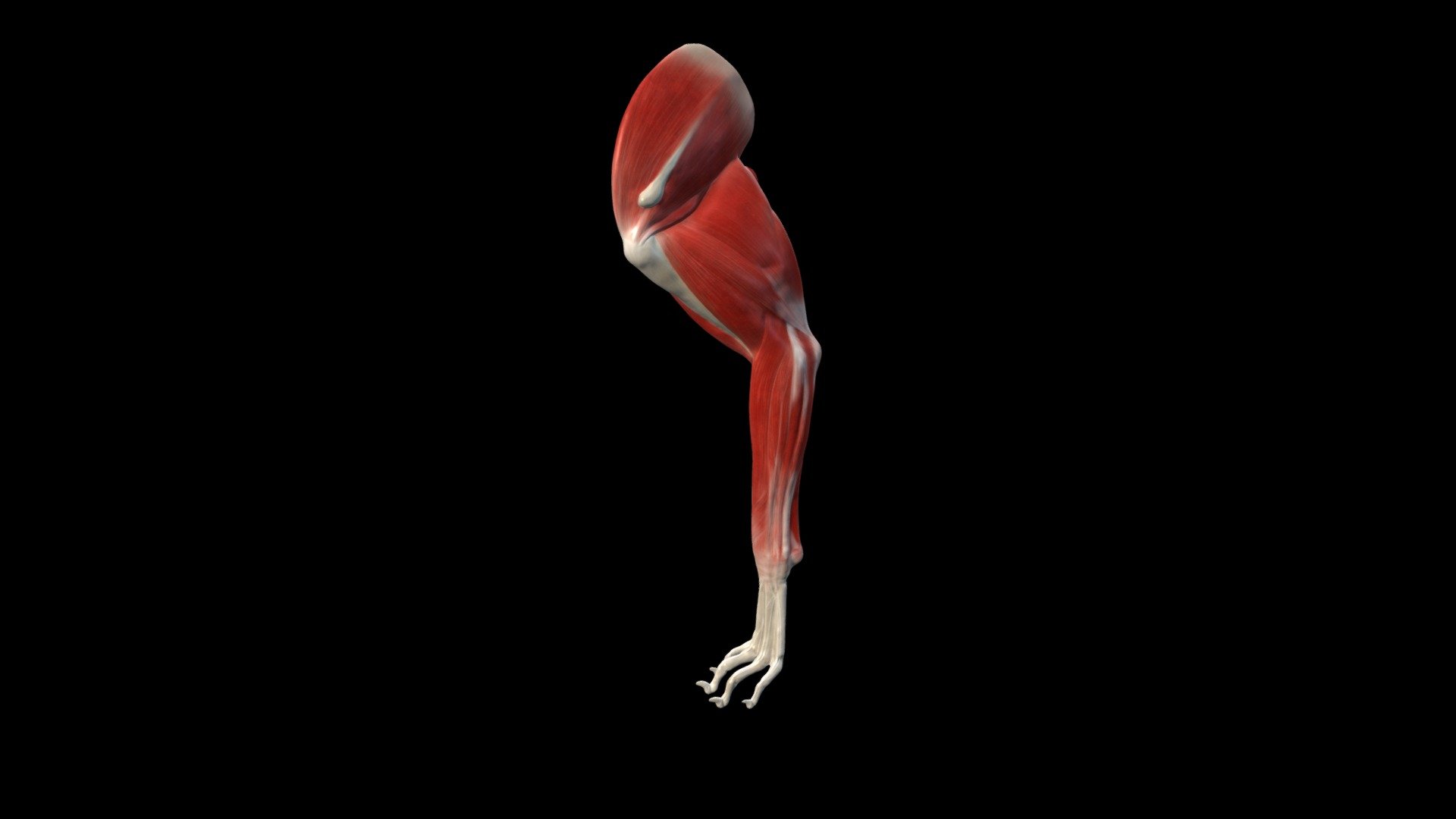 structures of canine front leg - canine thoracic limb - 3D model by benk 3d model